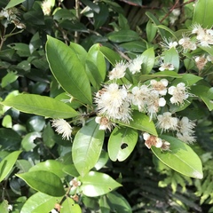Myrceugenia planipes