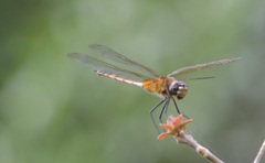 Brachymesia