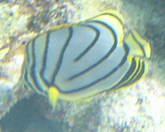Chaetodon meyeri