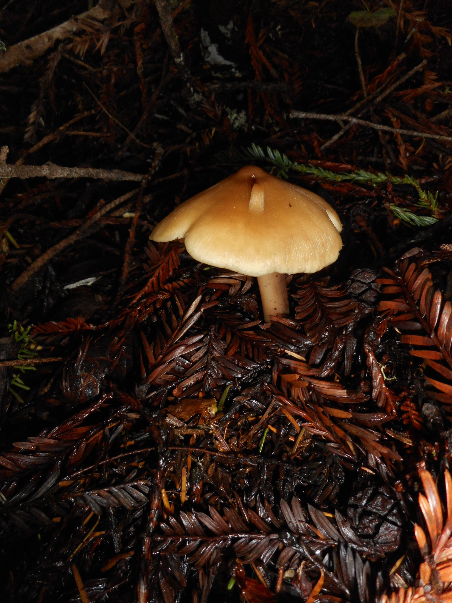 Caulorhiza image