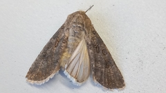 Agrotis segetum