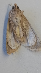 Agrotis segetum