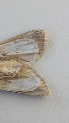 Agrotis segetum
