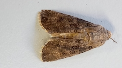 Agrotis segetum