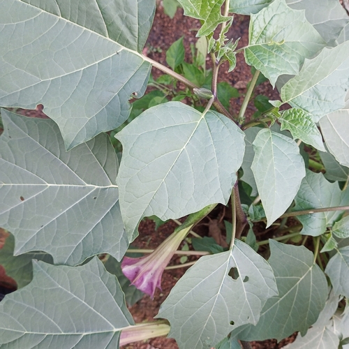 metel devil's trumpet