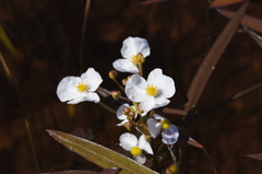 Sagittaria natans