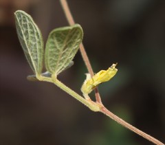 Cajanus scarabaeoides