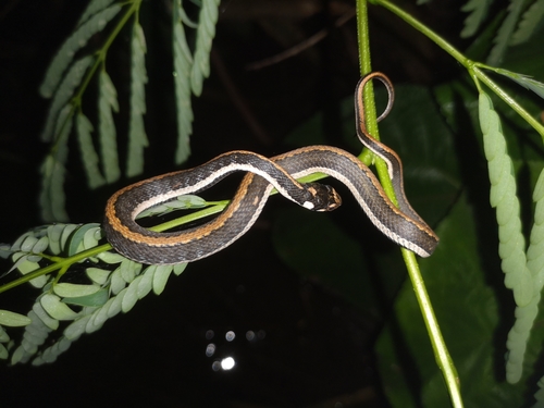 Photo of a Günther's Keelback (Rhabdophis chrysargoides)