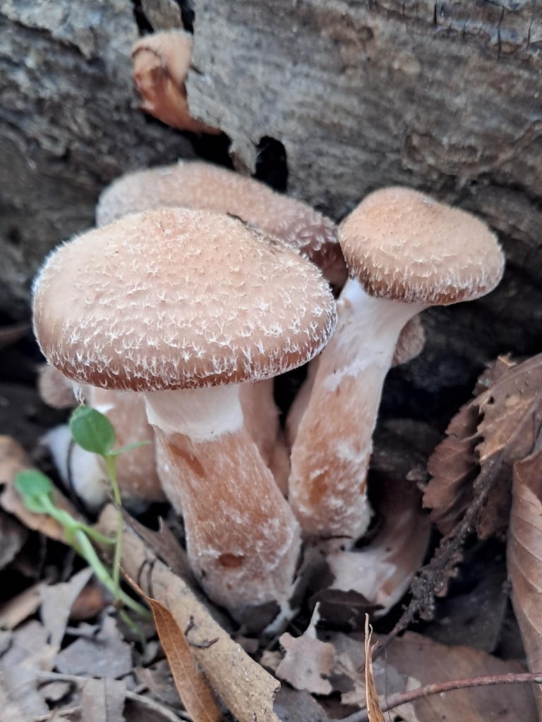 Armillaria gallica · November 2025 · photo: © steven307 (iNaturalist, cc-by)
