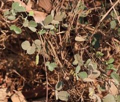 Cajanus scarabaeoides