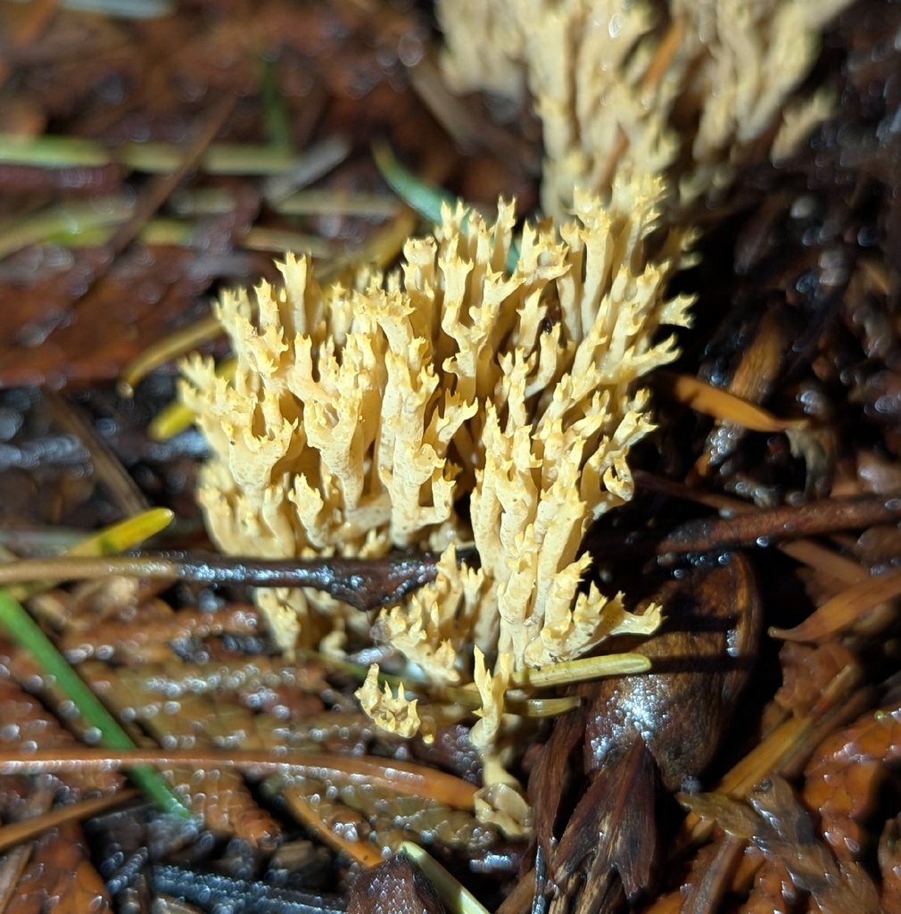 Phaeoclavulina sp. 'CA08' · December 2025 · photo: © benkeen (iNaturalist, cc0)