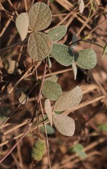 Cajanus scarabaeoides