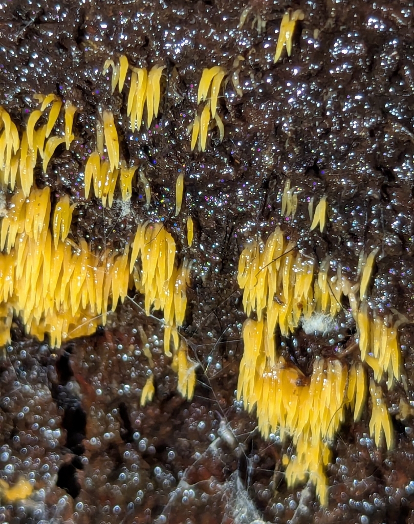 Mucronella sp. 'flava-CA01' · December 2025 · photo: © benkeen (iNaturalist, cc0)
