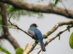 Trogon melanurus