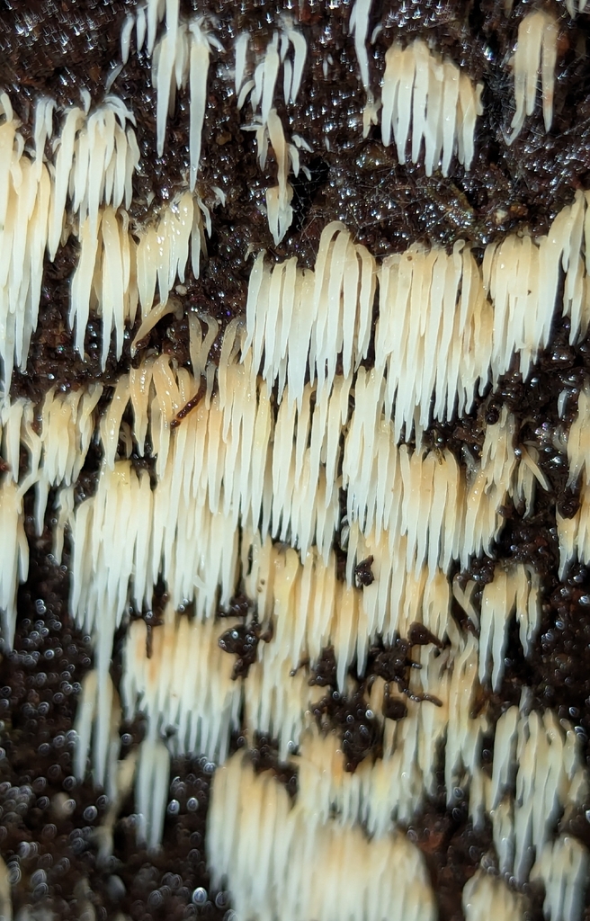 Mucronella calva · December 2025 · photo: © benkeen (iNaturalist, cc0)