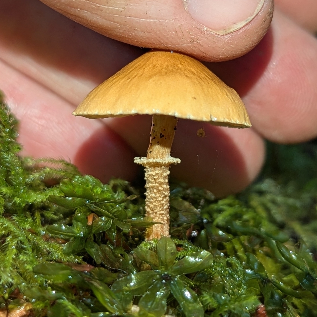 Cystoderma sp. 'amianthinum-PNW03' · December 2025 · photo: © benkeen (iNaturalist, cc0)