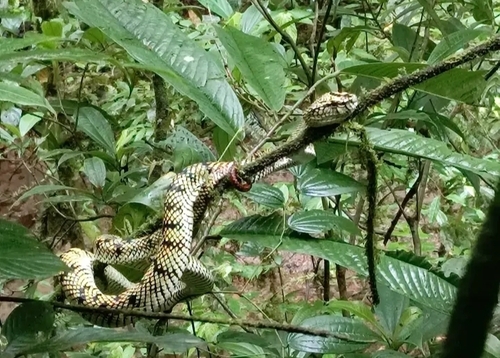 Trimeresurus sumatranus