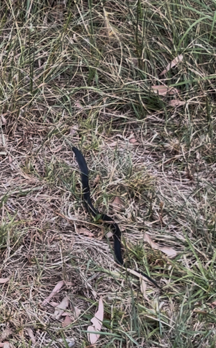 Red-bellied Black Snake sighting