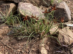 Cyperus rupestris