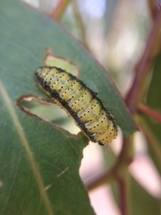 Gonipterus platensis