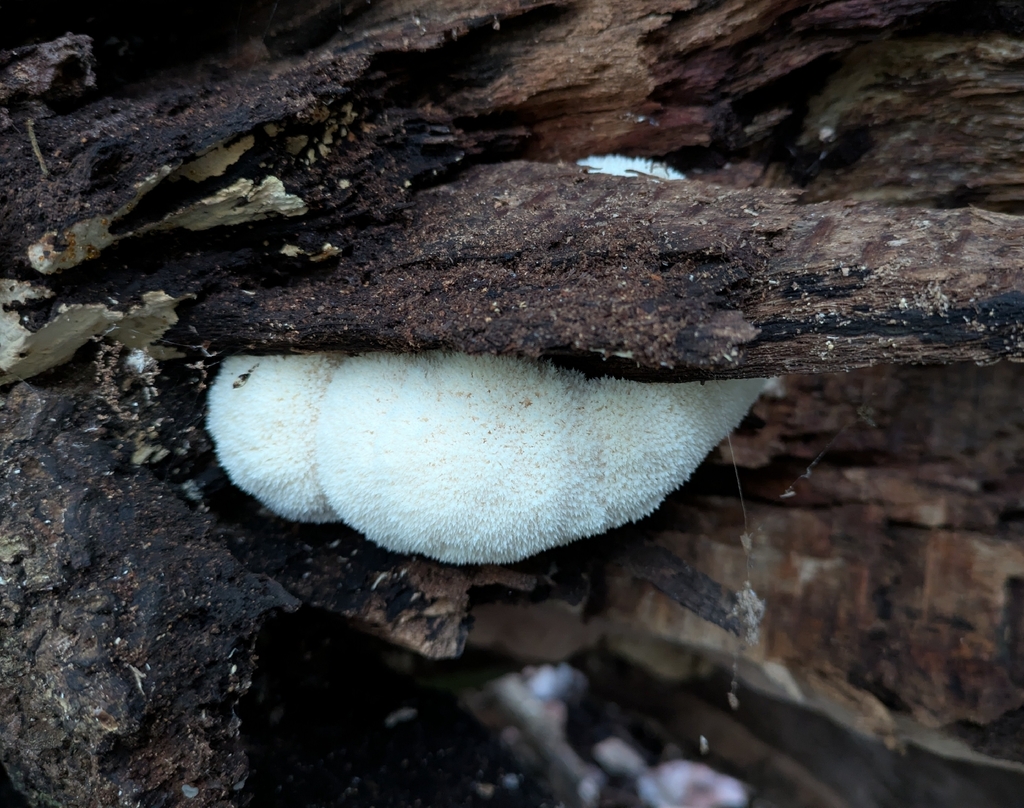 Hericium erinaceus · December 2025 · photo: © philipvanbergen (iNaturalist, cc-by)