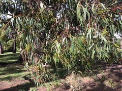 Gonipterus platensis