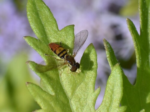 Unknown species found near Lady Bird Johnson Wildflower Center, 4801 La Crosse Ave, Austin, TX 78739, USA