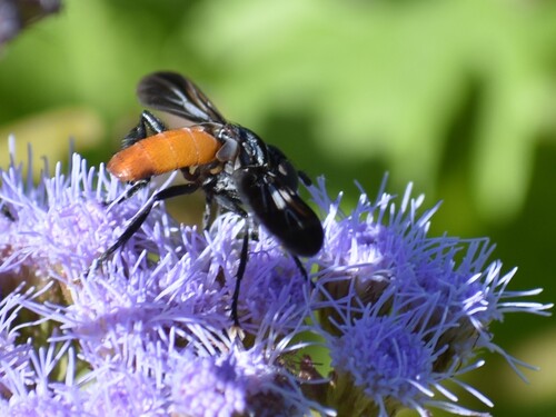 Unknown species found near Lady Bird Johnson Wildflower Center, 4801 La Crosse Ave, Austin, TX 78739, USA