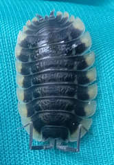 Trachelipus caucasius