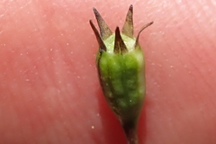 Wahlenbergia krebsii