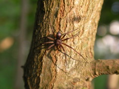 Philodromus collinus