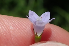 Wahlenbergia krebsii