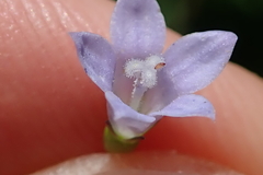 Wahlenbergia krebsii