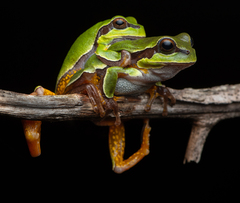 Pine Barrens Treefrog photo 2
