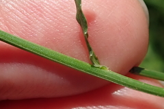 Wahlenbergia krebsii