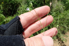 Wahlenbergia krebsii
