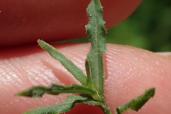 Wahlenbergia krebsii