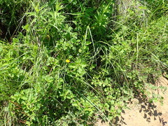 Wahlenbergia krebsii