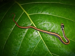 Rhabdophis chrysargoides