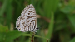Leptotes pirithous