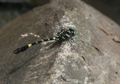 Lamelligomphus castor