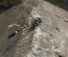 Lamelligomphus castor
