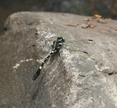 Lamelligomphus castor