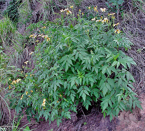 Bidens amplectens observed 2002-02-23