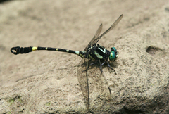 Lamelligomphus castor