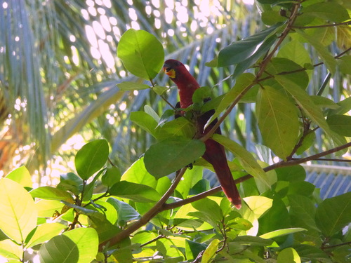 Cardinal Lory (Chalcopsitta cardinalis)