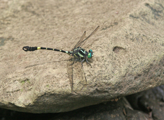 Lamelligomphus castor