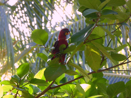 Cardinal Lory (Chalcopsitta cardinalis), photo 2