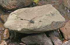Lamelligomphus castor