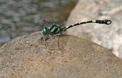 Lamelligomphus castor